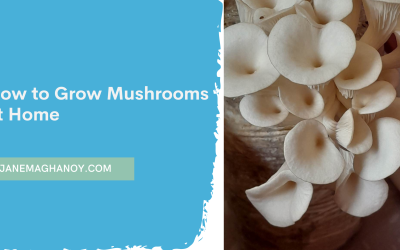 How To Grow Mushrooms at Home